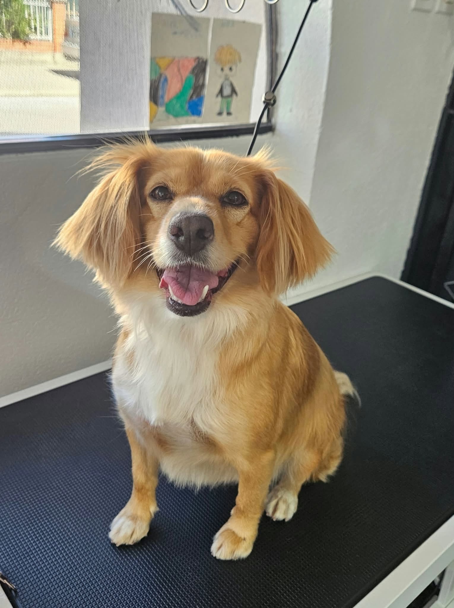 Nora Pet Grooming – груминг за миленици во Струмица