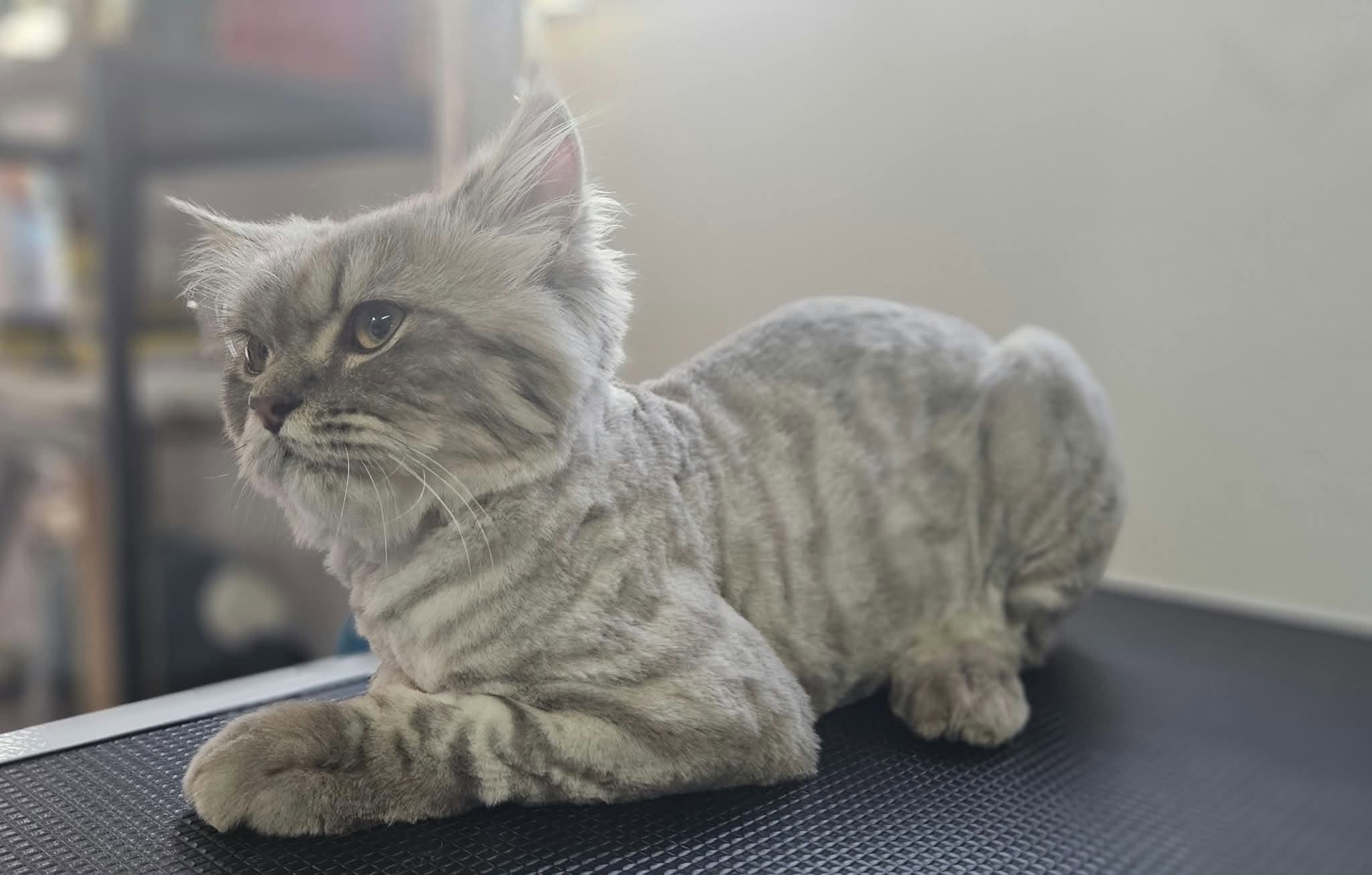 Pet grooming Струмица – Nora Pet Grooming