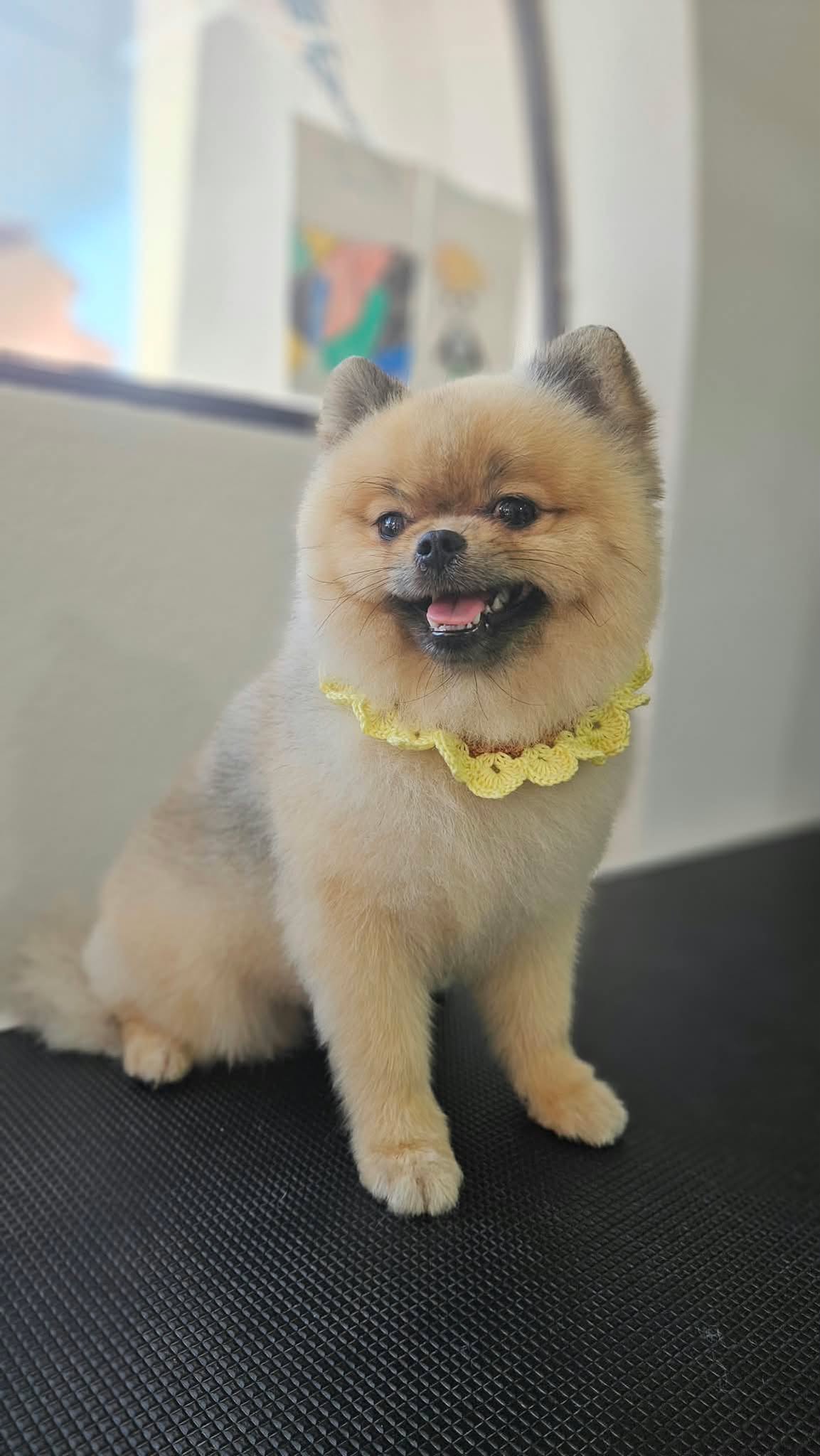 Nora Pet Grooming – груминг за миленици во Струмица