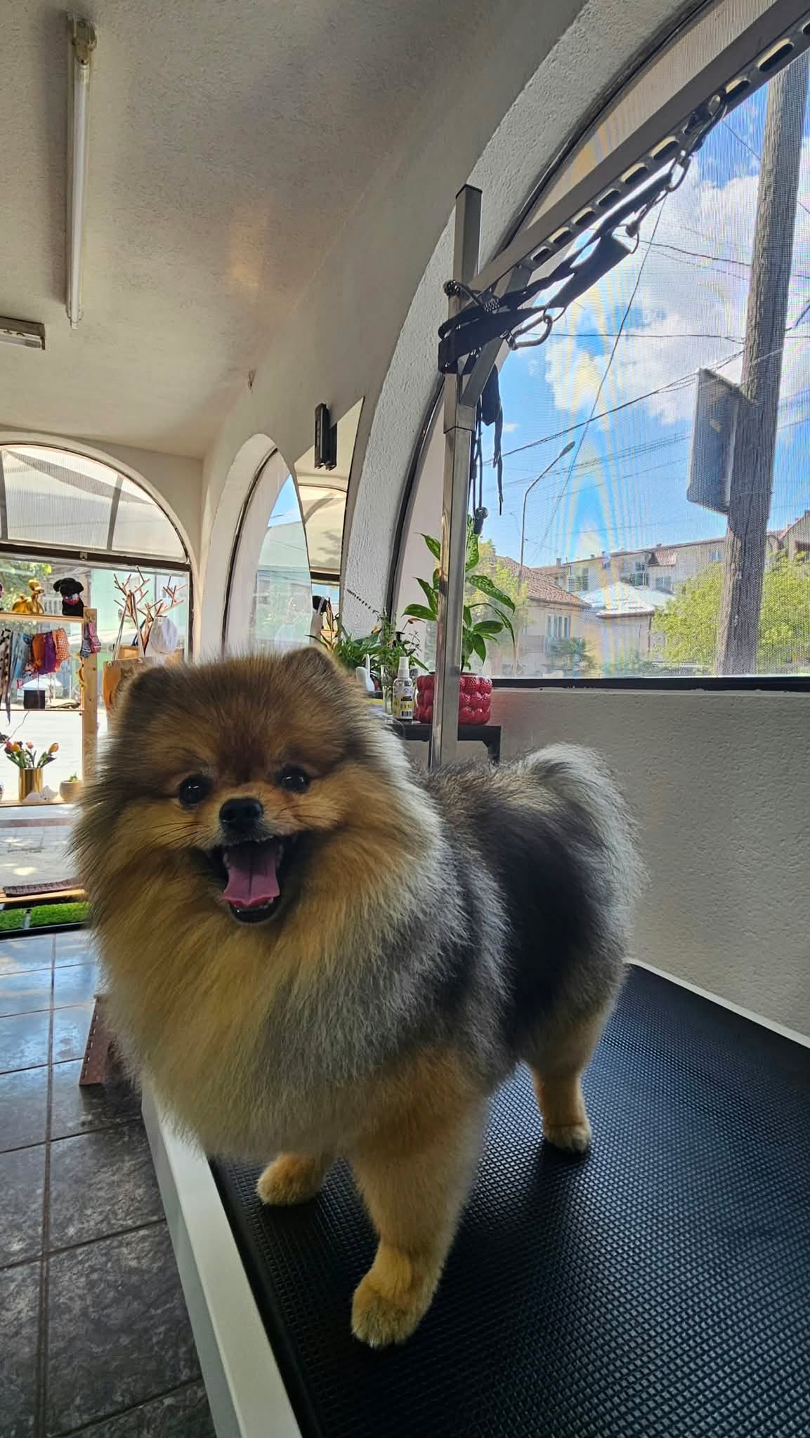 Професионален pet grooming и нега на миленици во Струмица