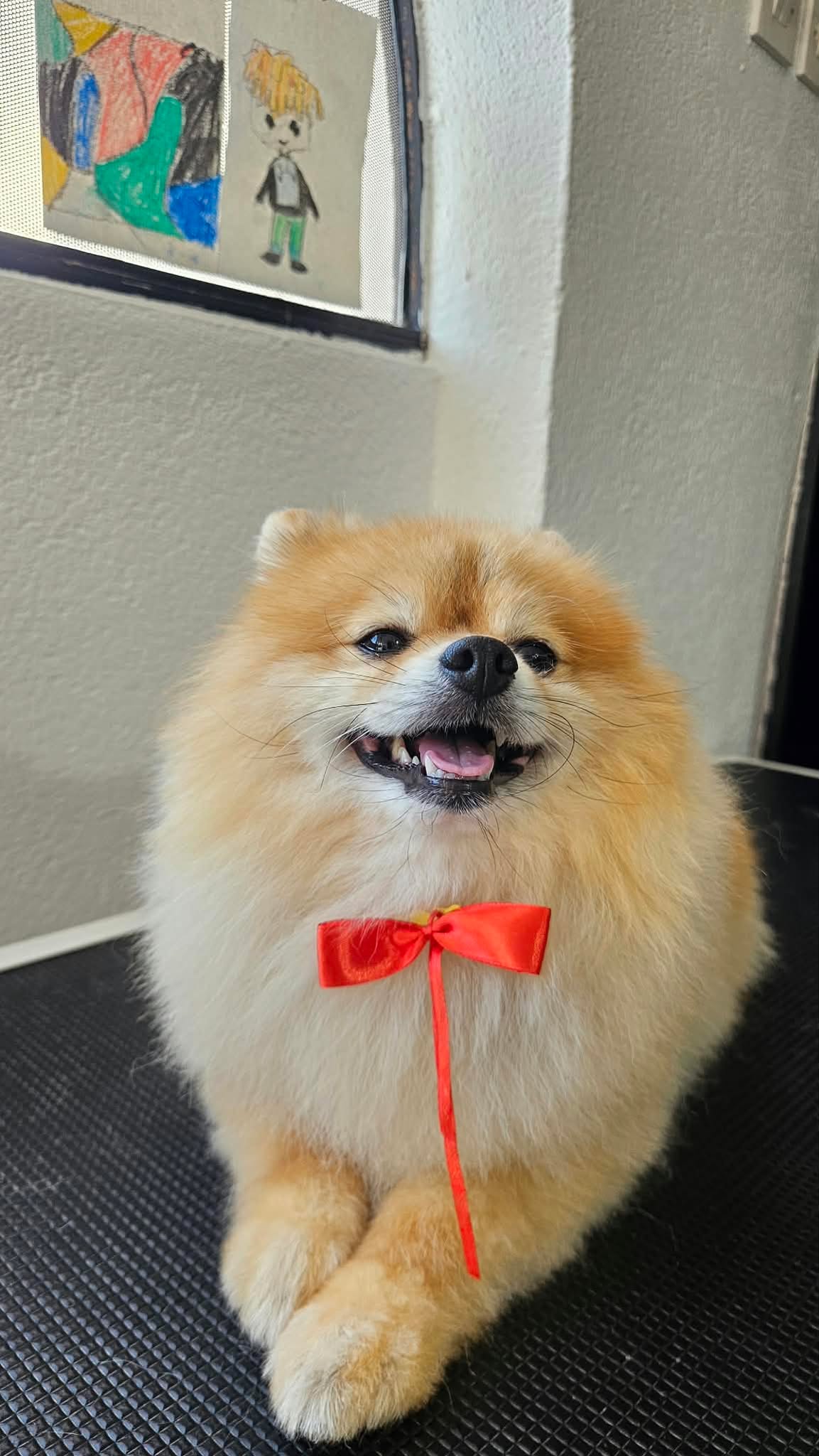 Професионален pet grooming и нега на миленици во Струмица
