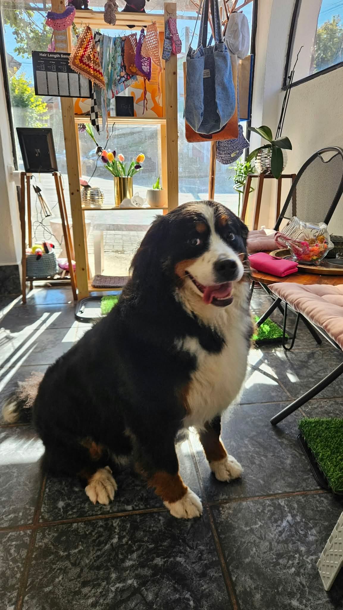 Професионален pet grooming и нега на миленици во Струмица