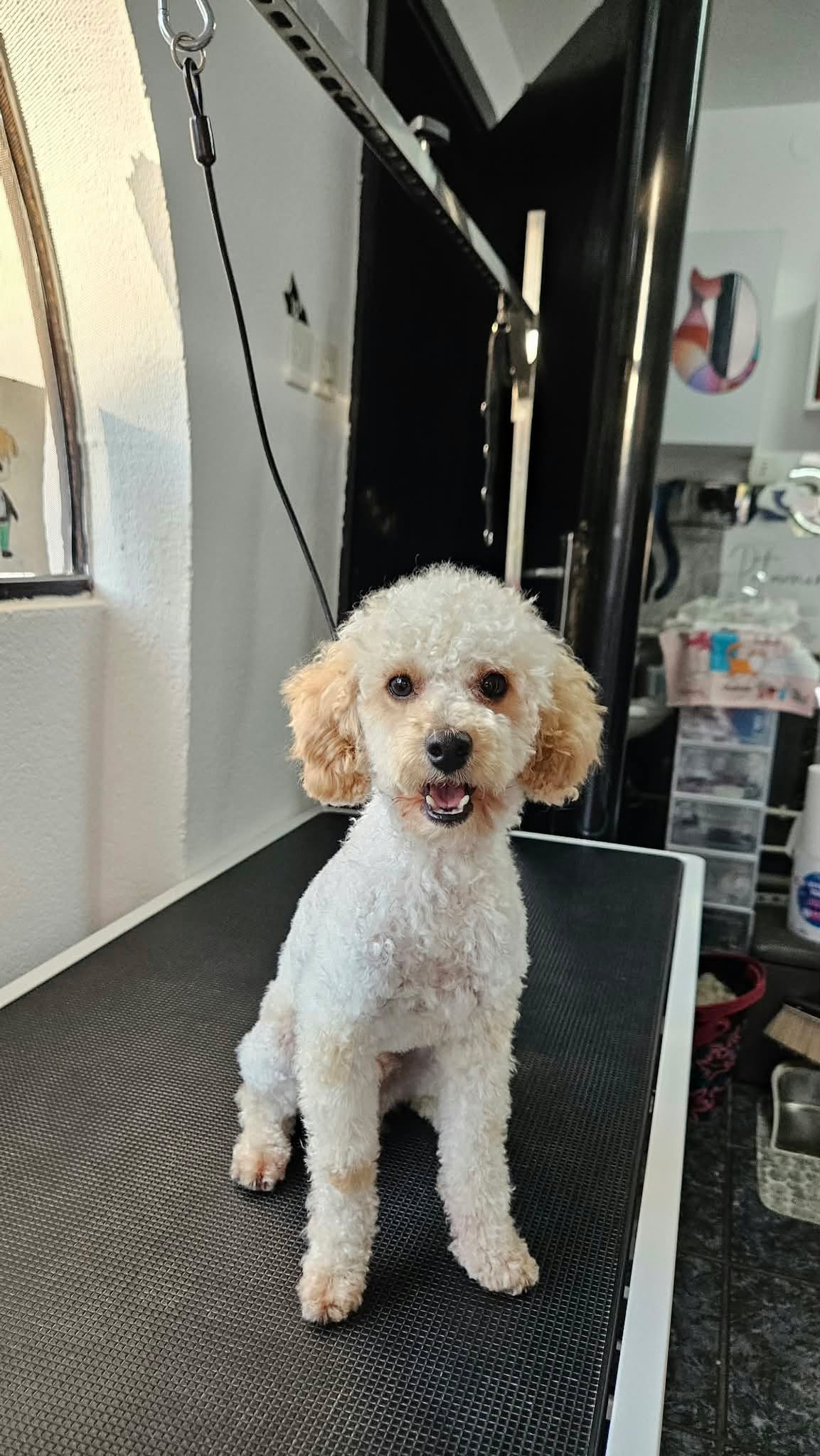 Професионален pet grooming и нега на миленици во Струмица
